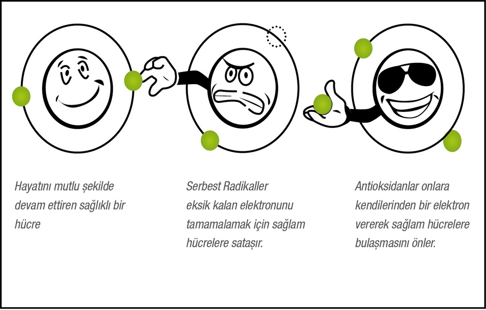 SERBEST RADİKALLER VE ANTİOKSİDANLAR